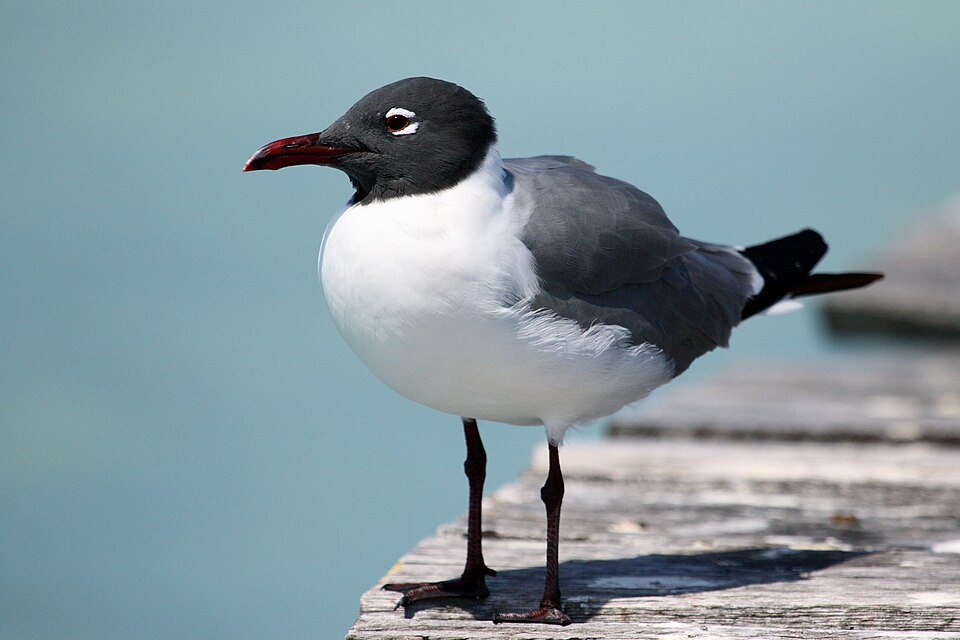 Laughing Gull (Leucophaeus atricilla)