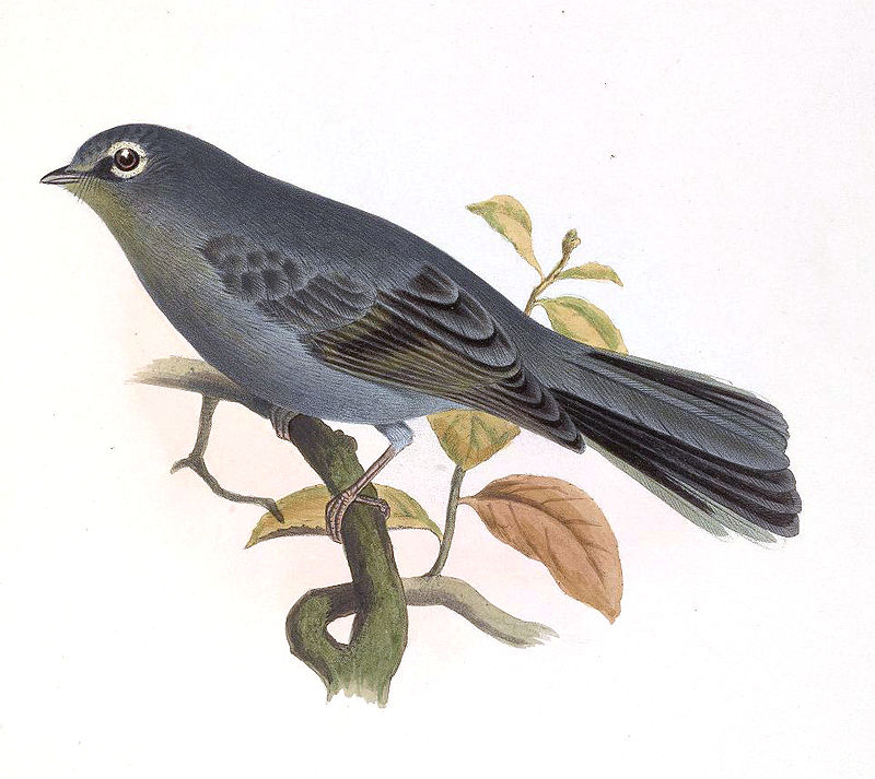 Slate-colored Solitaire (Myadestes unicolor) photo