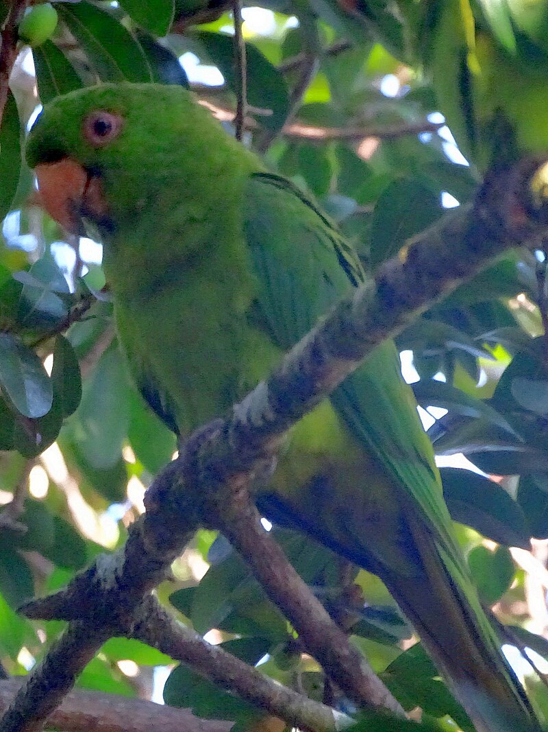Socorro Parakeet (Psittacara brevipes) photo