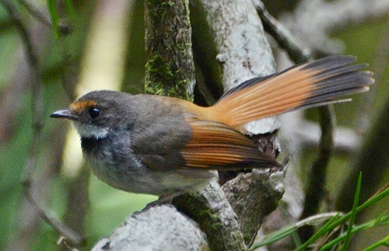 Sulawesi Fantail (Rhipidura teysmanni) photo