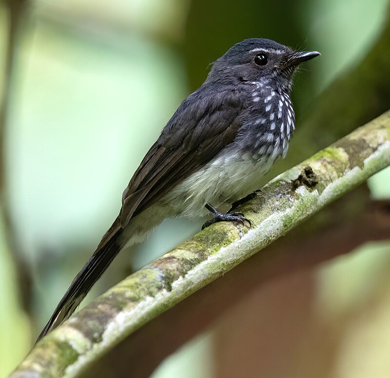 Spotted Fantail (Rhipidura perlata) photo