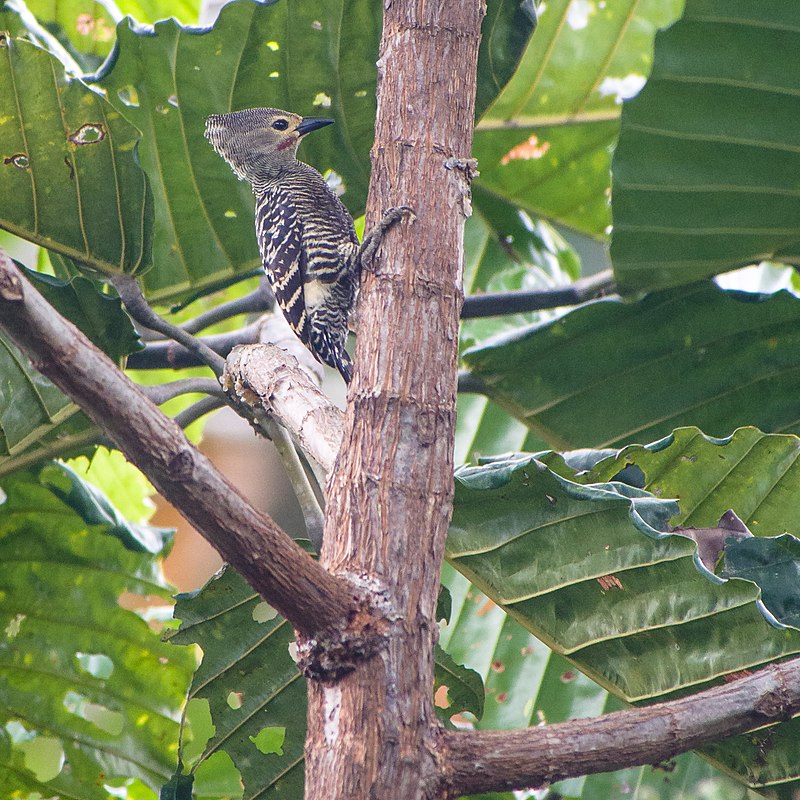 Buff-rumped Woodpecker (Meiglyptes grammithorax) photo