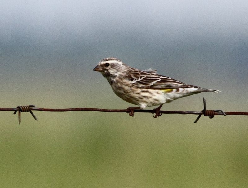 Black-throated Canary (Crithagra atrogularis) photo