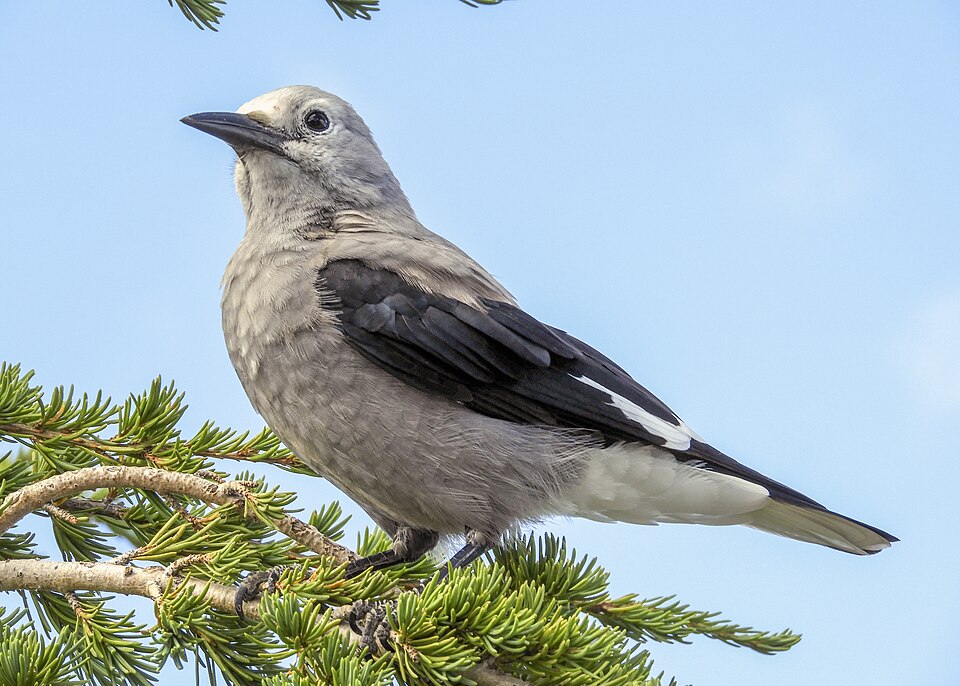 Clark's Nutcracker (Nucifraga columbiana)