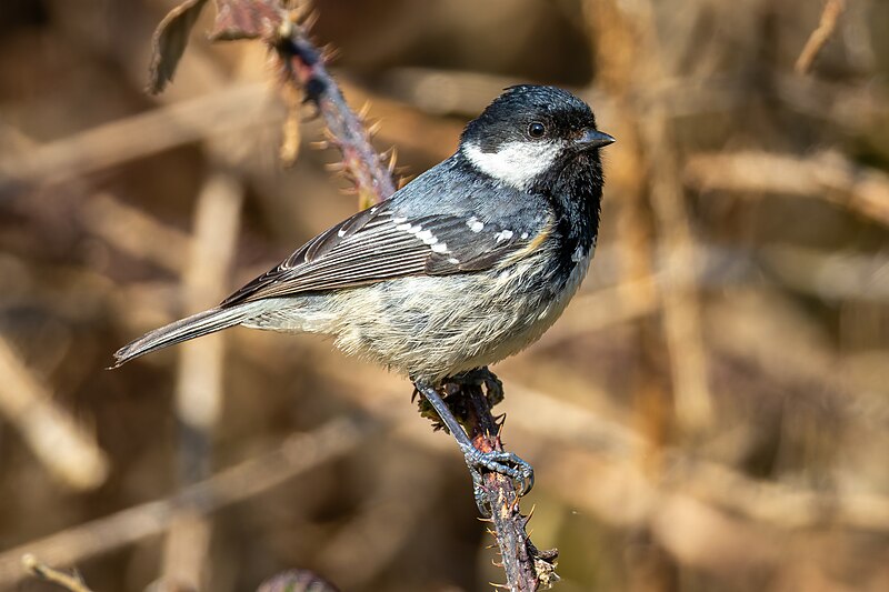 Coal Tit (Periparus ater) photo