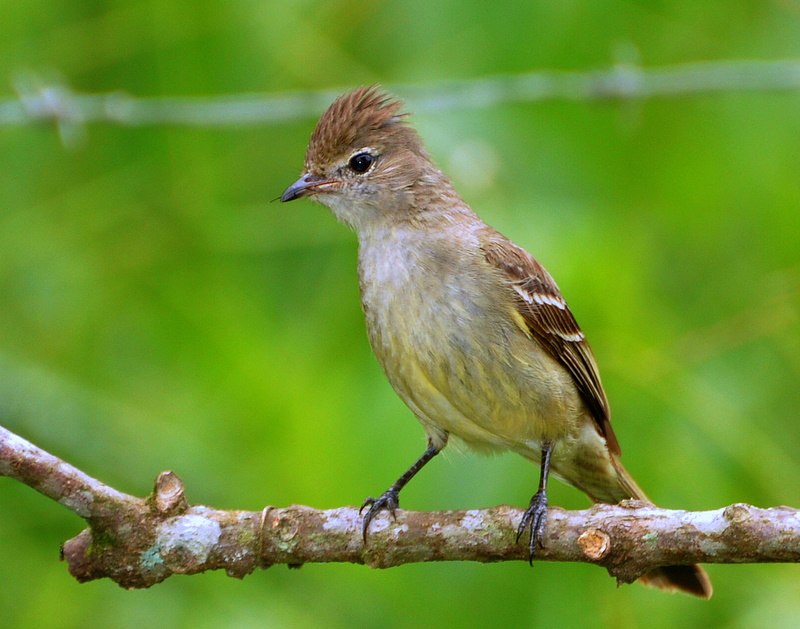 Yellow-bellied Elaenia (Elaenia flavogaster) photo