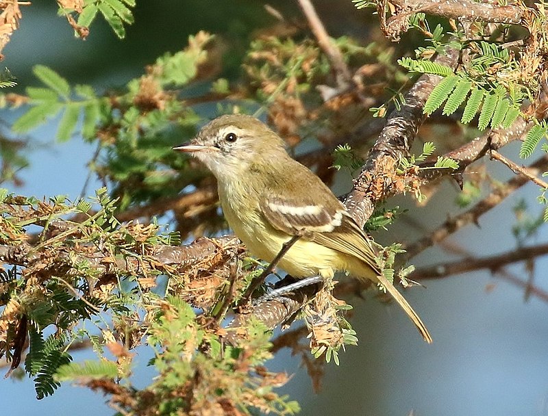 Slender-billed Tyrannulet (Inezia tenuirostris) photo