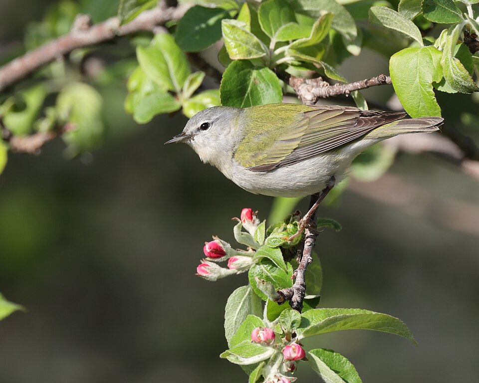 Tennessee Warbler (Leiothlypis peregrina)