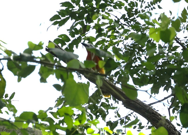 Fiery-breasted Bushshrike (Malaconotus cruentus) photo