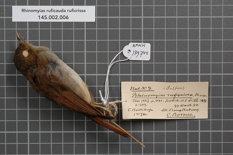 Crocker Jungle Flycatcher (Cyornis ruficrissa) photo