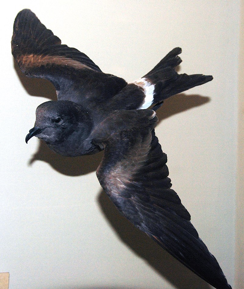 Guadalupe Storm-Petrel (Hydrobates macrodactylus) photo
