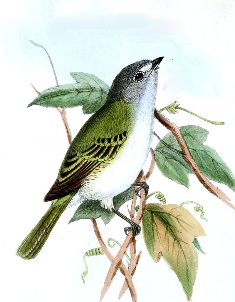 Gray-capped Tyrannulet (Phyllomyias griseocapilla) photo