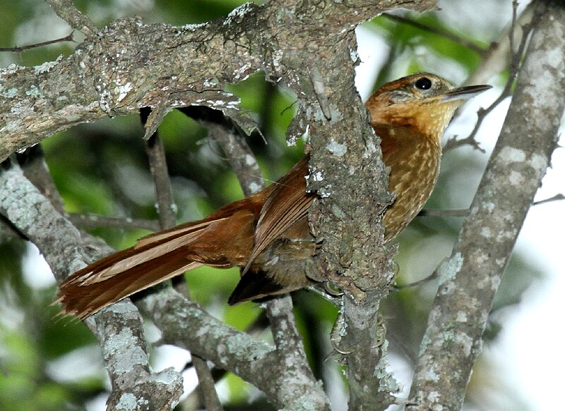Rufous-necked Foliage-gleaner (Syndactyla ruficollis) photo