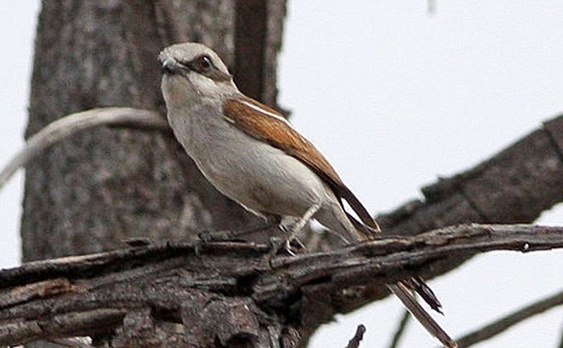 Souza's Shrike (Lanius souzae) photo