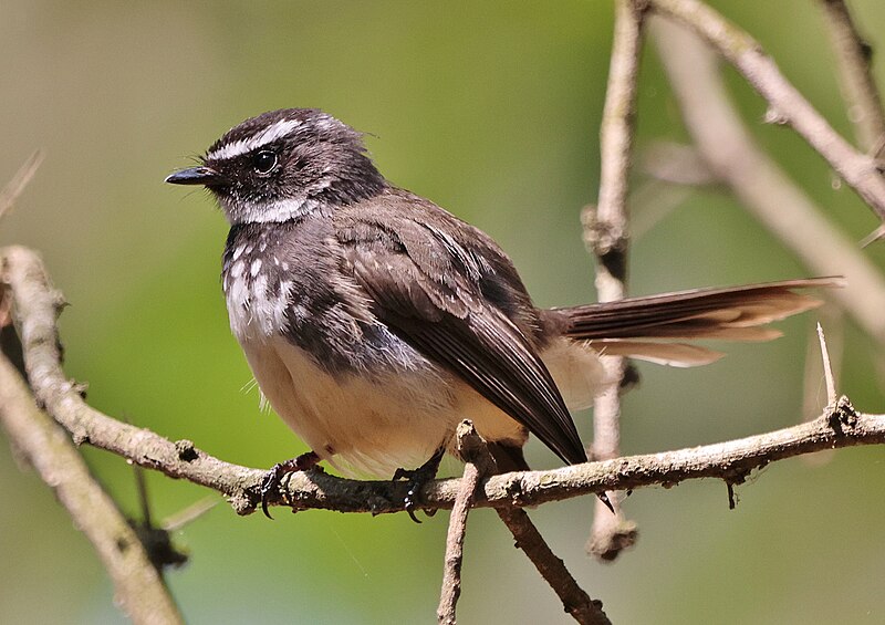 Spot-breasted Fantail (Rhipidura albogularis) photo