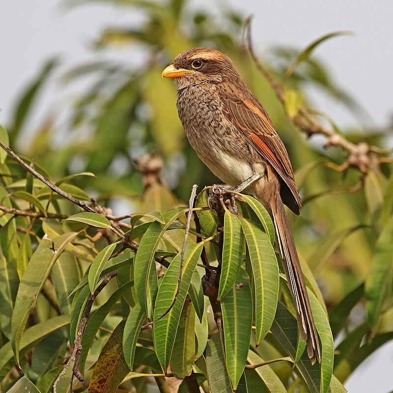 Yellow-billed Shrike (Corvinella corvina) photo