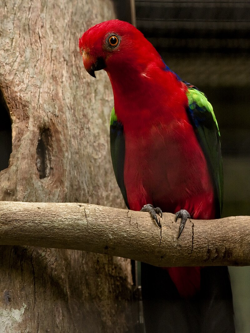 Papuan King-Parrot (Alisterus chloropterus) photo