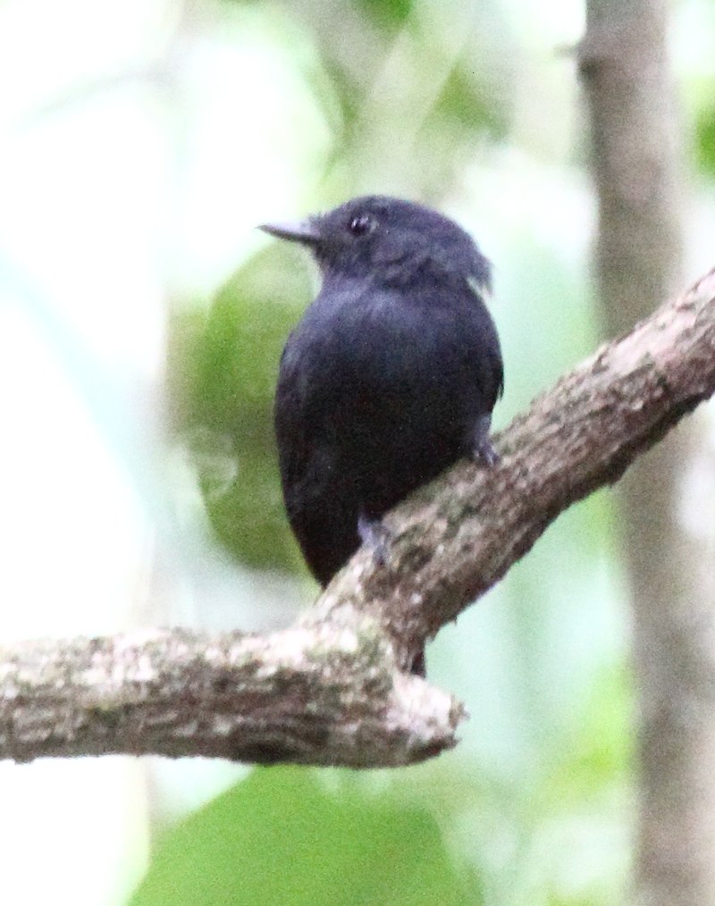 Bluish-slate Antshrike (Thamnomanes schistogynus) photo