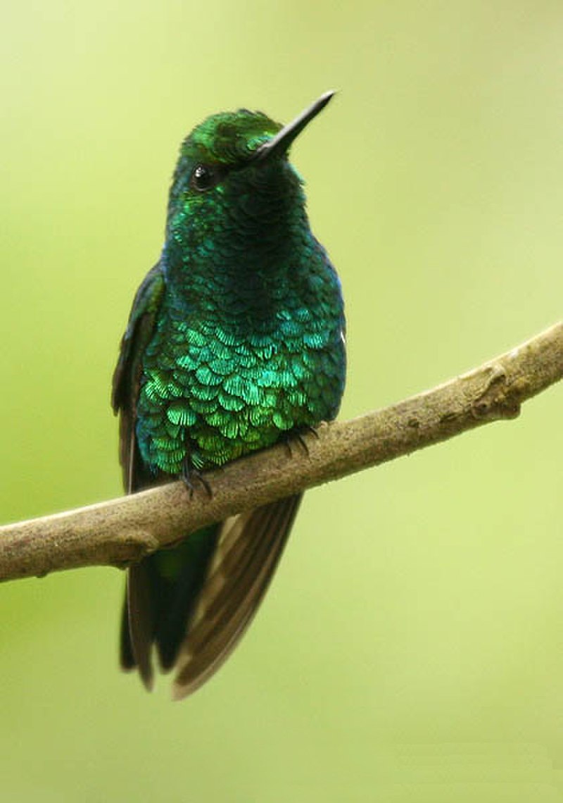 Western Emerald (Chlorostilbon melanorhynchus) photo