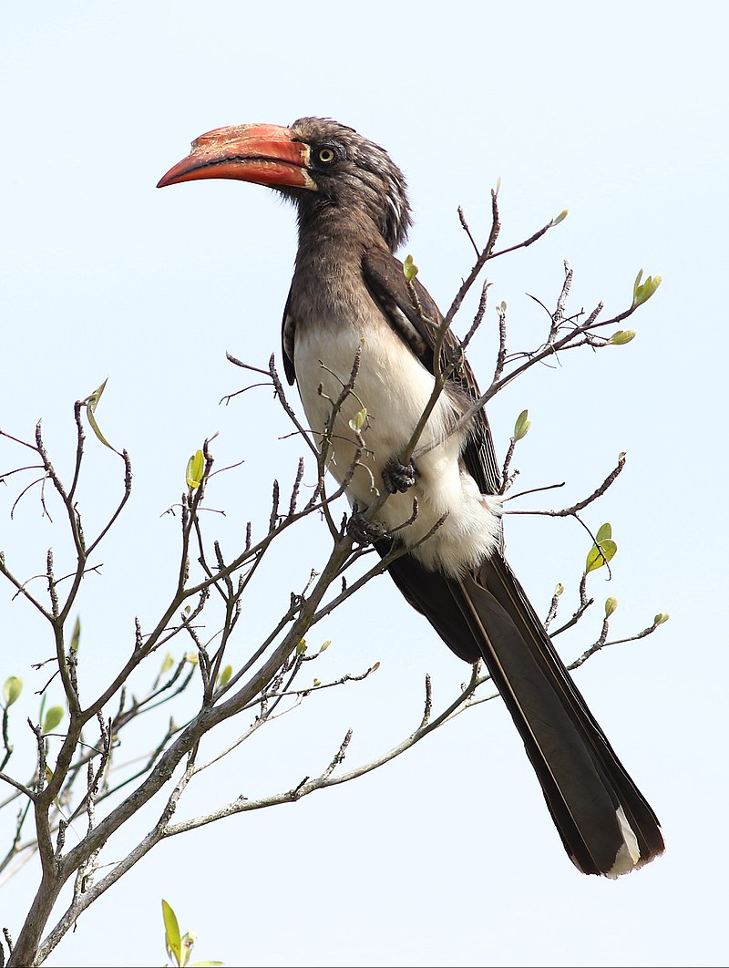 Crowned Hornbill (Lophoceros alboterminatus) photo