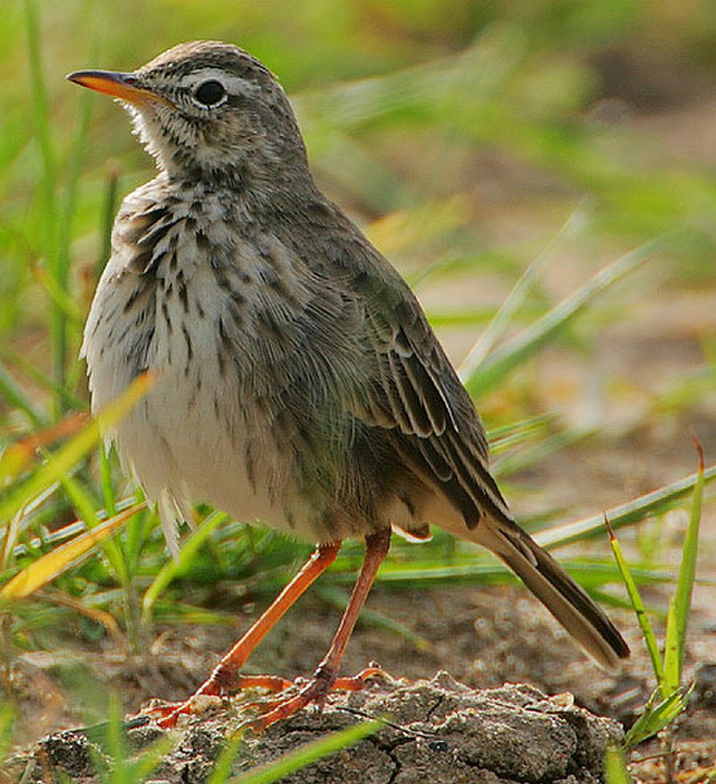 Malindi Pipit (Anthus melindae) photo