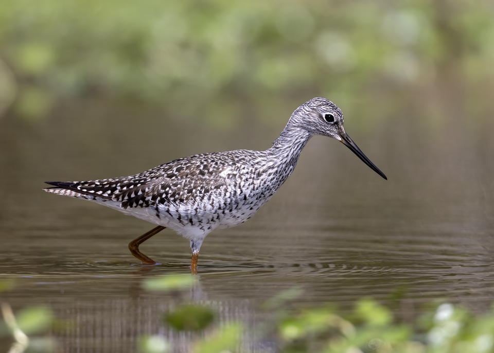 Greater Yellowlegs (Tringa melanoleuca)