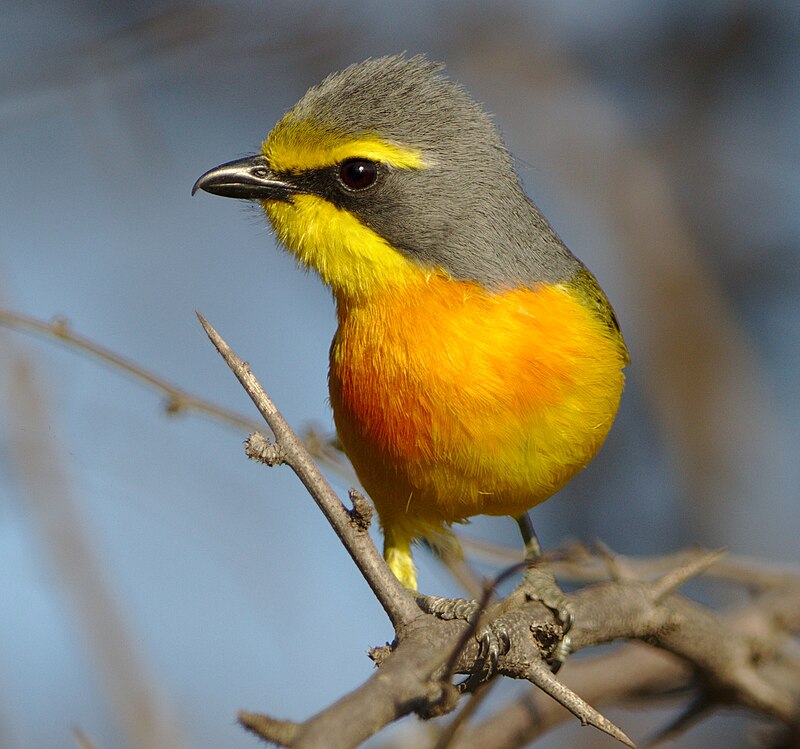 Sulphur-breasted Bushshrike (Chlorophoneus sulfureopectus) photo