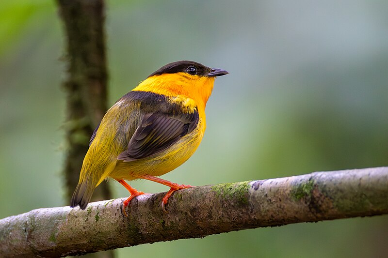 Orange-collared Manakin (Manacus aurantiacus) photo