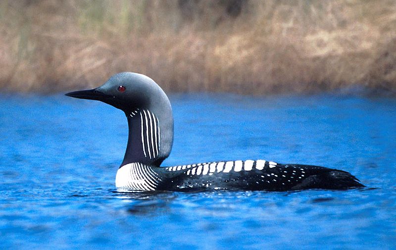 Pacific Loon (Gavia pacifica) photo