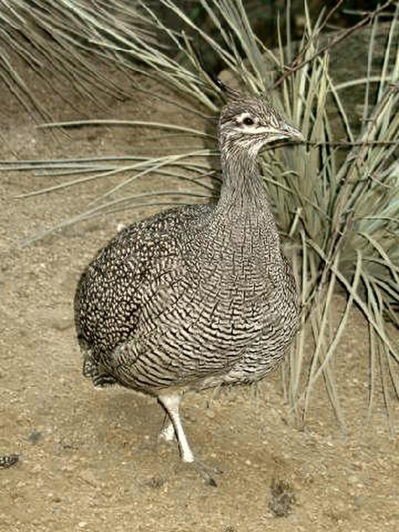 Elegant Crested-Tinamou (Eudromia elegans) photo