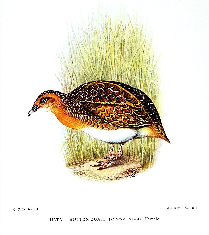 Black-rumped Buttonquail (Turnix nanus) photo