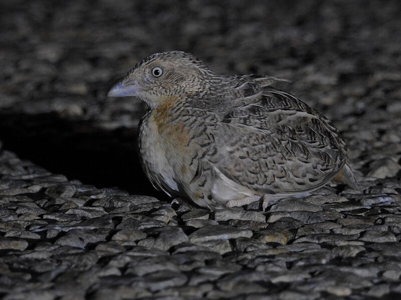Red-chested Buttonquail (Turnix pyrrhothorax) photo