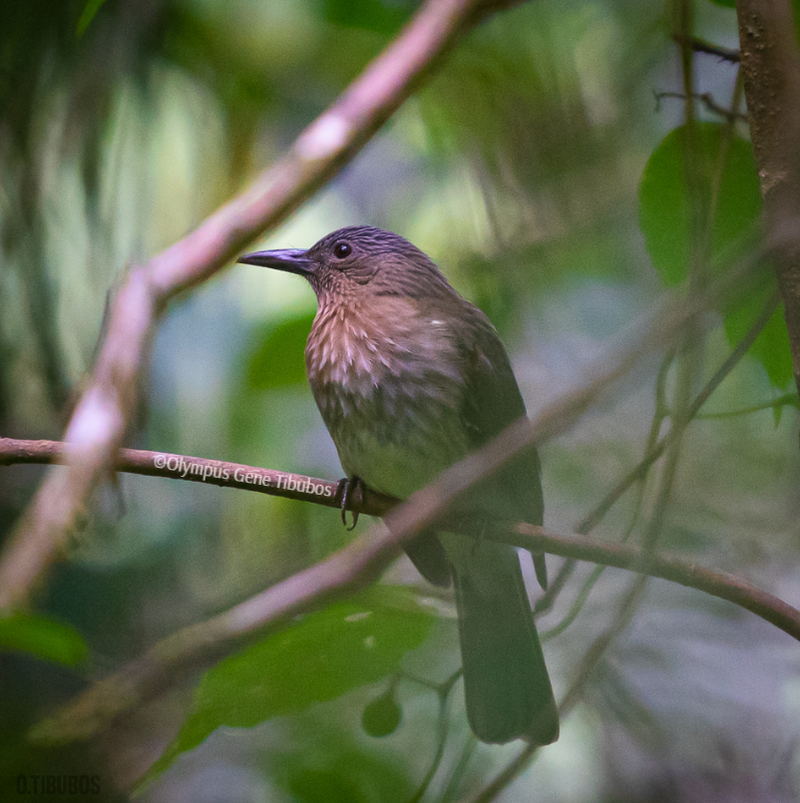 Visayan Bulbul (Hypsipetes guimarasensis) photo