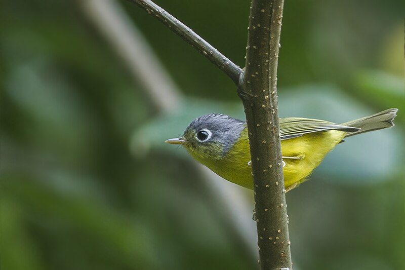 White-spectacled Warbler (Phylloscopus intermedius) photo