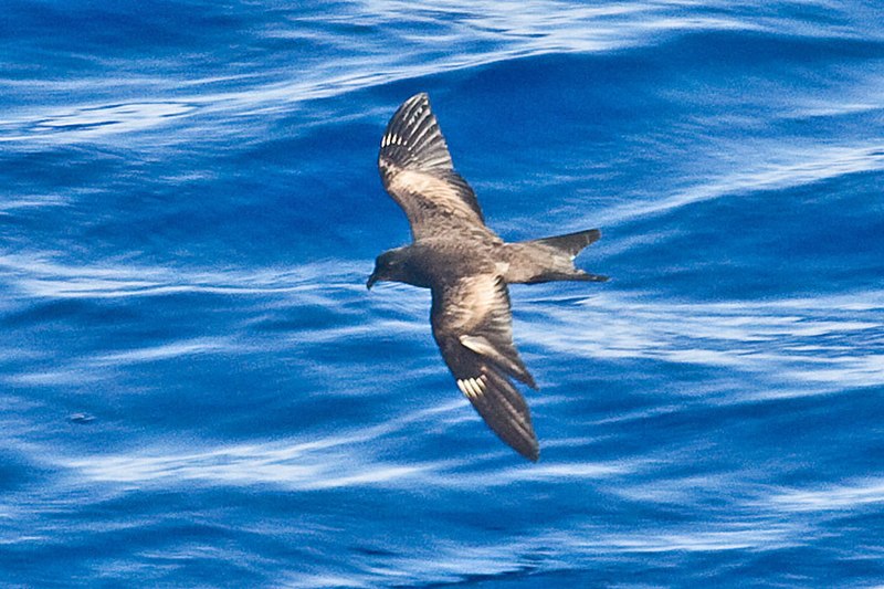 Matsudaira's Storm-Petrel (Hydrobates matsudairae) photo