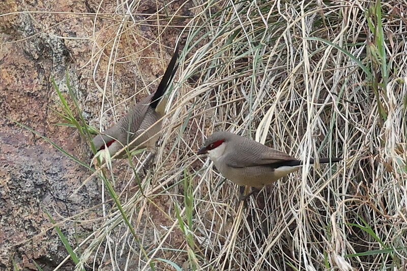 Arabian Waxbill (Estrilda rufibarba) photo