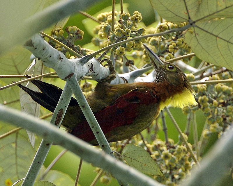 Checker-throated Woodpecker (Chrysophlegma mentale) photo