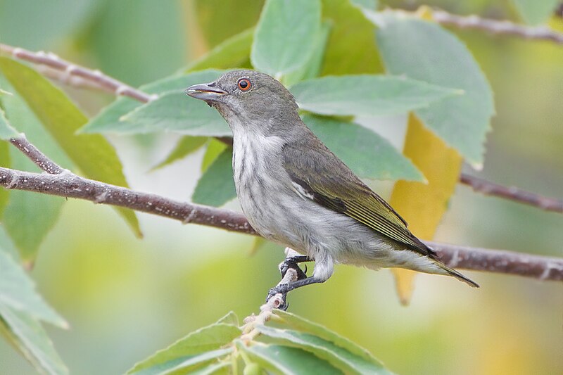 Thick-billed Flowerpecker (Pachyglossa agilis) photo