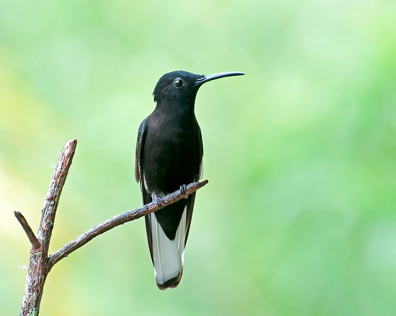 Black Jacobin (Florisuga fusca) photo