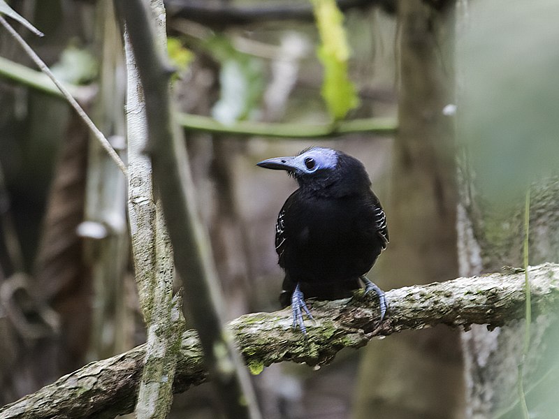 Bare-crowned Antbird (Gymnocichla nudiceps) photo