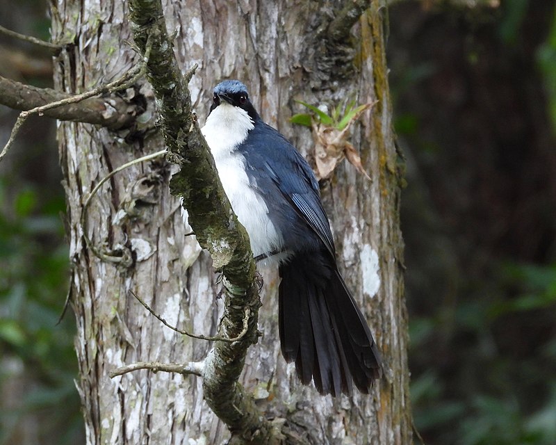 Blue-and-white Mockingbird (Melanotis hypoleucus) photo