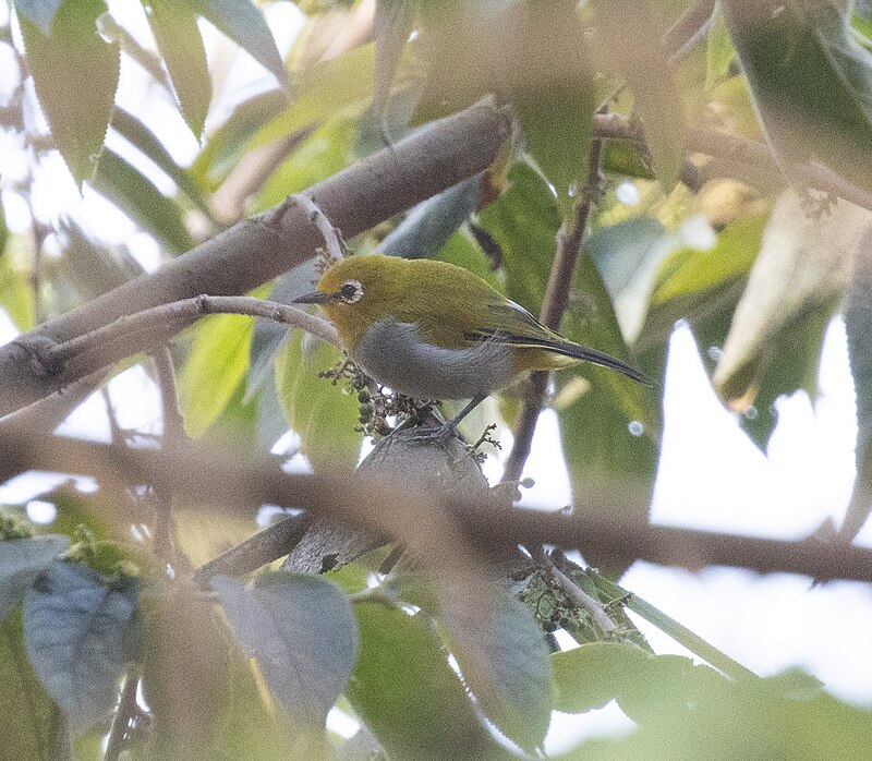 South Pare White-eye (Zosterops winifredae) photo