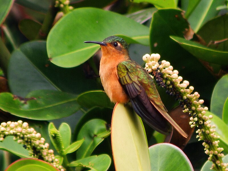 Rufous-breasted Sabrewing (Campylopterus hyperythrus) photo