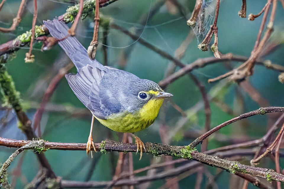 Canada Warbler (Cardellina canadensis)