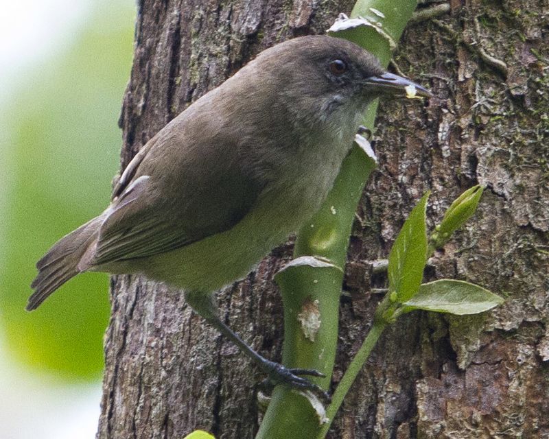 Dusky White-eye (Zosterops finschii) photo