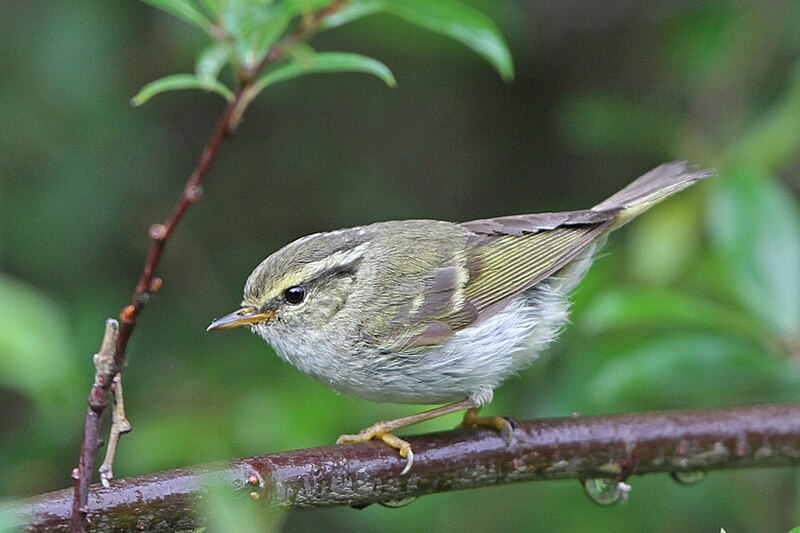 Gansu Leaf Warbler (Phylloscopus kansuensis) photo