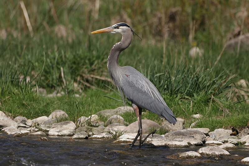 Great Blue Heron (Ardea herodias) photo