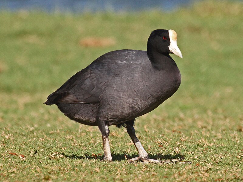 Hawaiian Coot (Fulica alai) photo