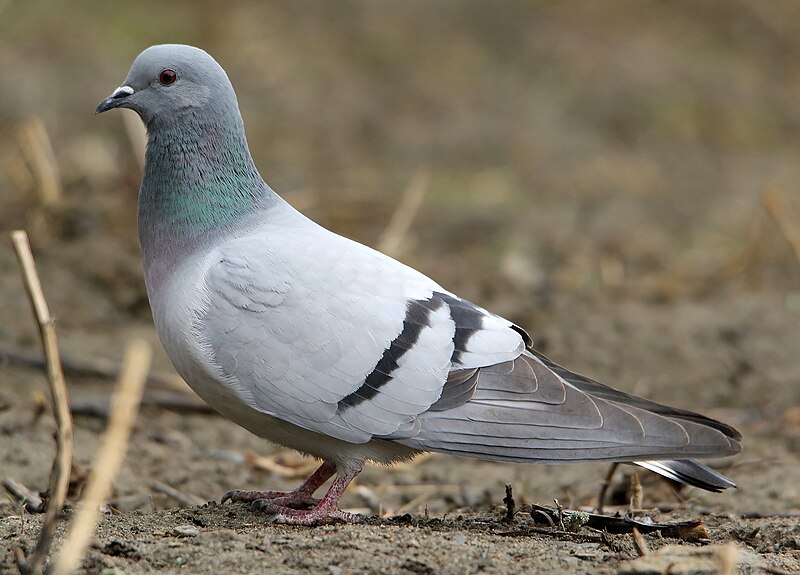 Hill Pigeon (Columba rupestris) photo