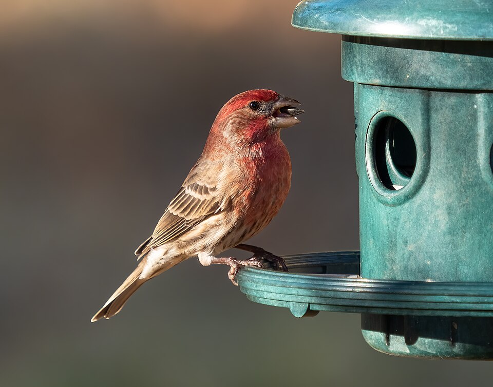 House Finch (Haemorhous mexicanus)